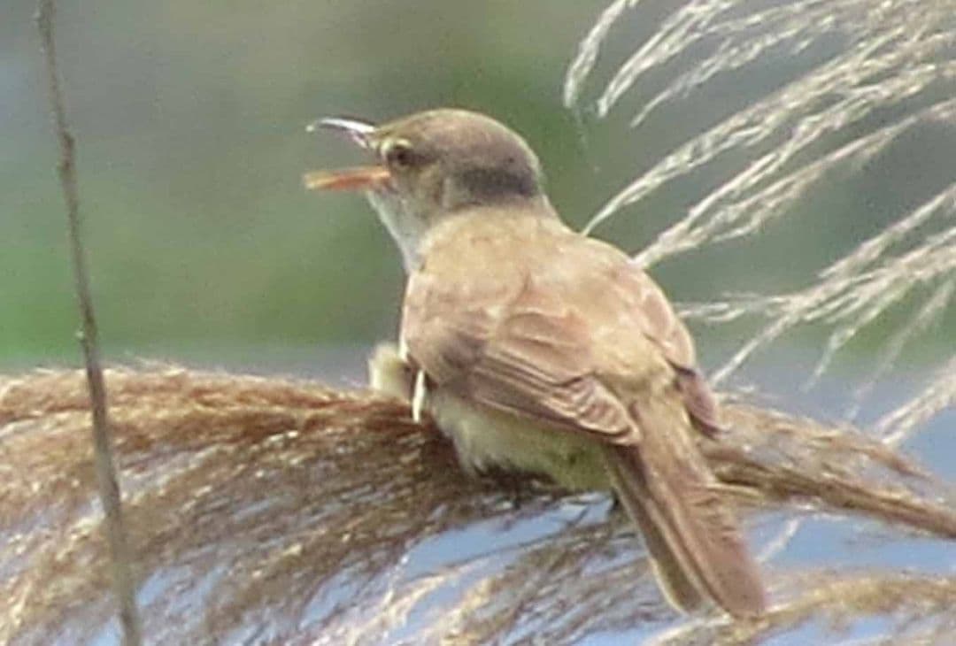 今年もアオバズク来る❢ 2024.6.2