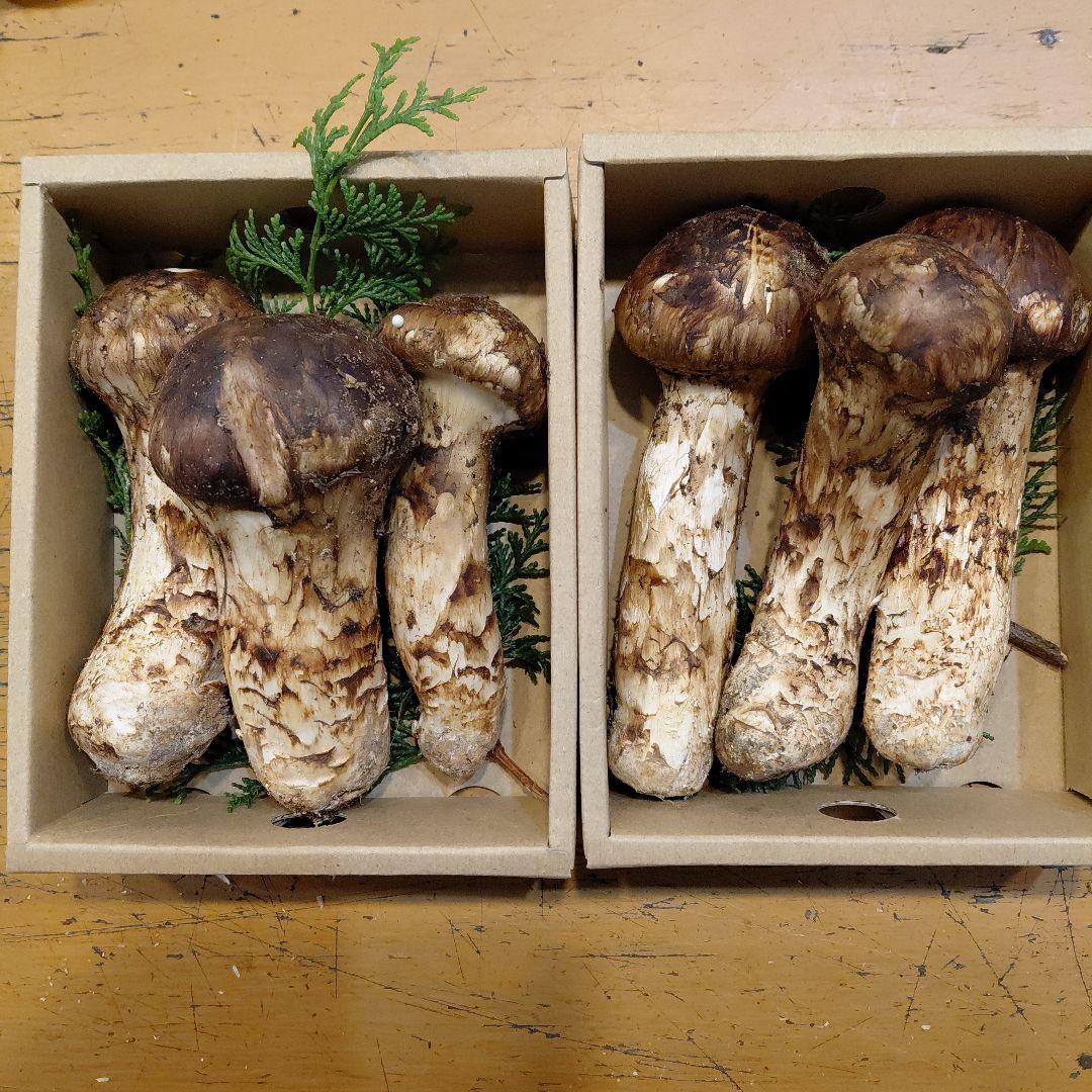 新鮮 マツタケ 4個入り900g