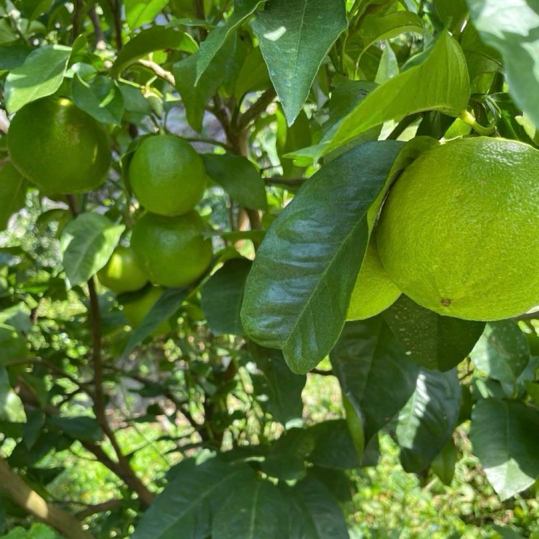 国産ベルガモットオレンジ香りが強い露地栽培約9kg 送料込み 【A品】L〜LL