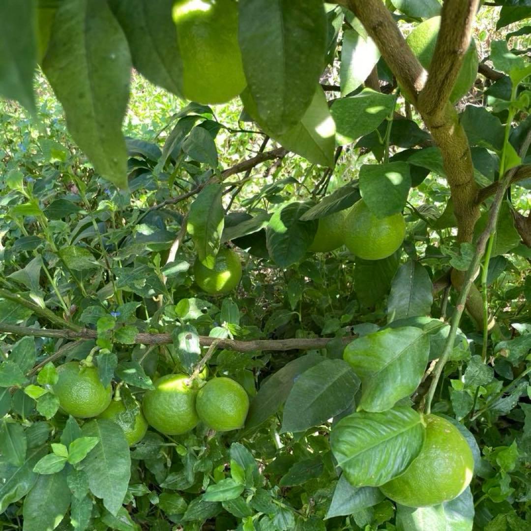 国産ベルガモットオレンジ香りが強い露地栽培約9kg 送料込み 【A品】L〜LL