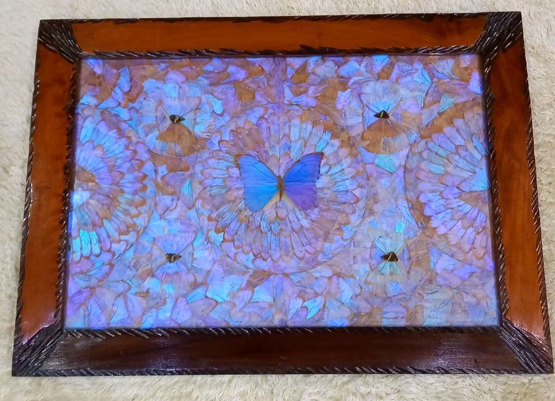 希少 羽根細工 モルフォ蝶◆蝶羽画 絵画 木製額