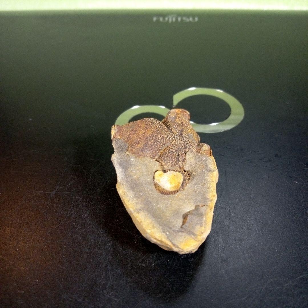 三葉虫　化石　fossil　海　ボリビア産　trilobite　ボリビア化石郡⑨