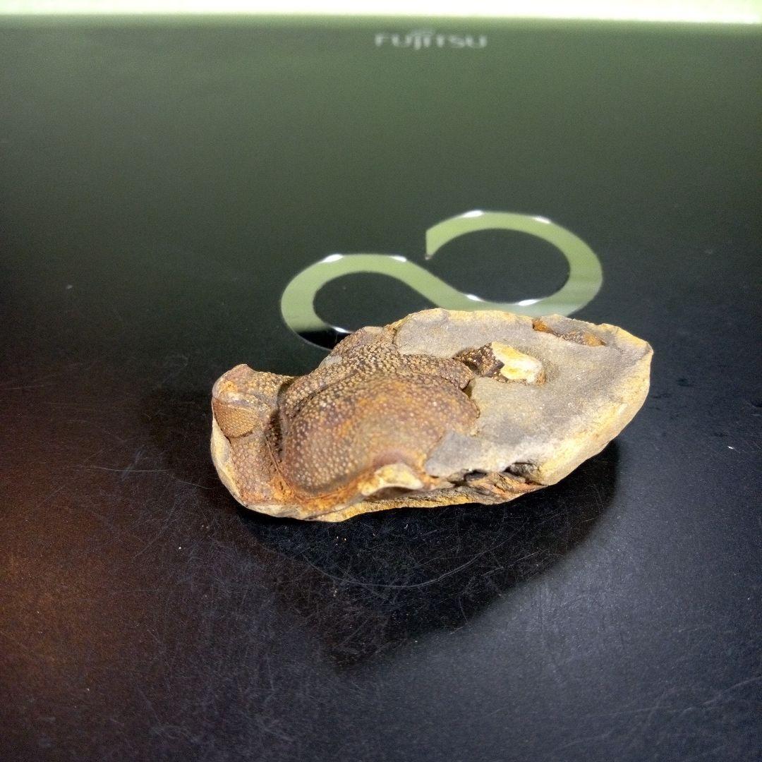 三葉虫　化石　fossil　海　ボリビア産　trilobite　ボリビア化石郡⑨