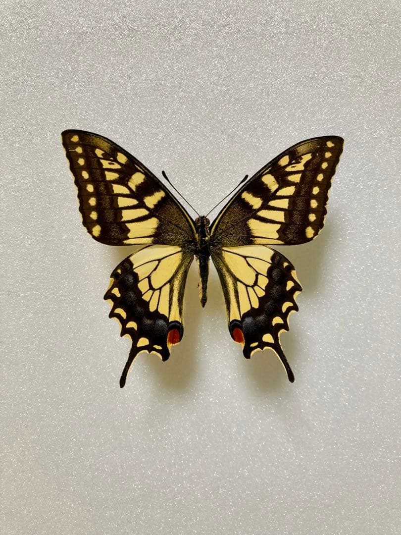 キアゲハ（1オス・中国/海南島産）