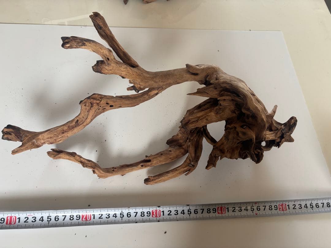 流木　　(60セン水槽レイアウト)