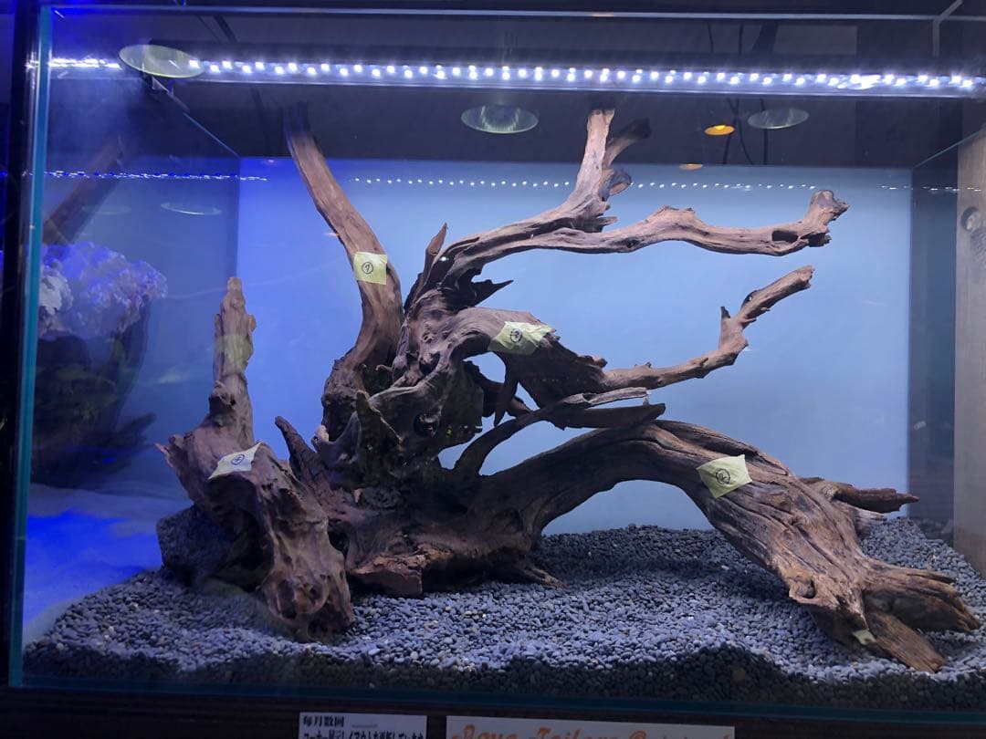 流木　　(60セン水槽レイアウト)