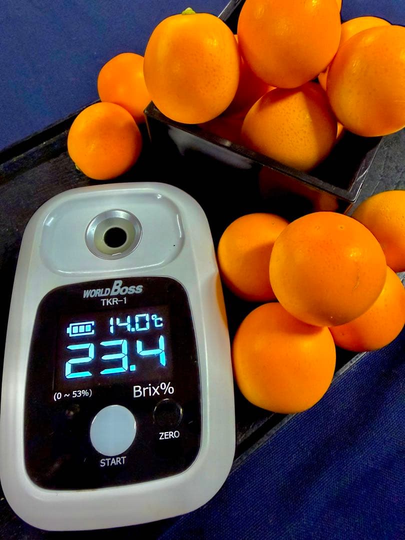 金柑こん太　家庭用4kg