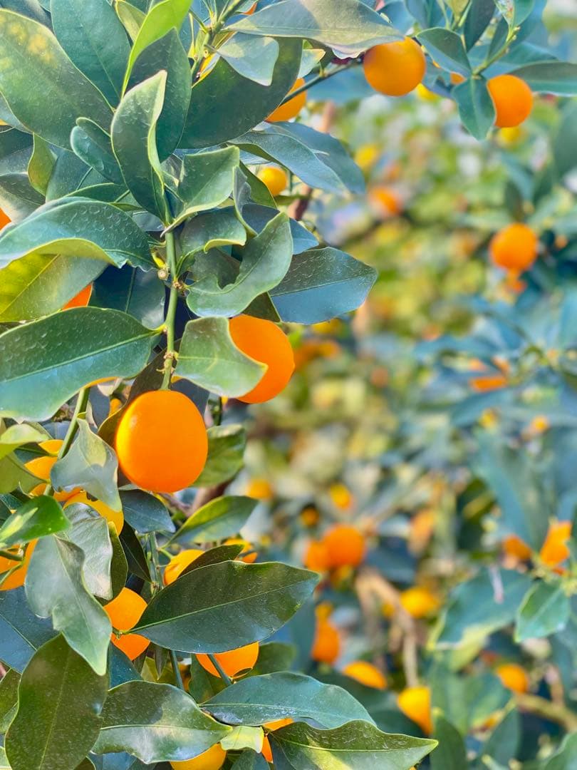 金柑こん太　家庭用4kg