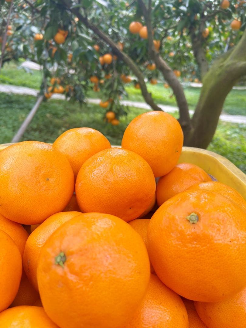 せとか12玉×2箱セット