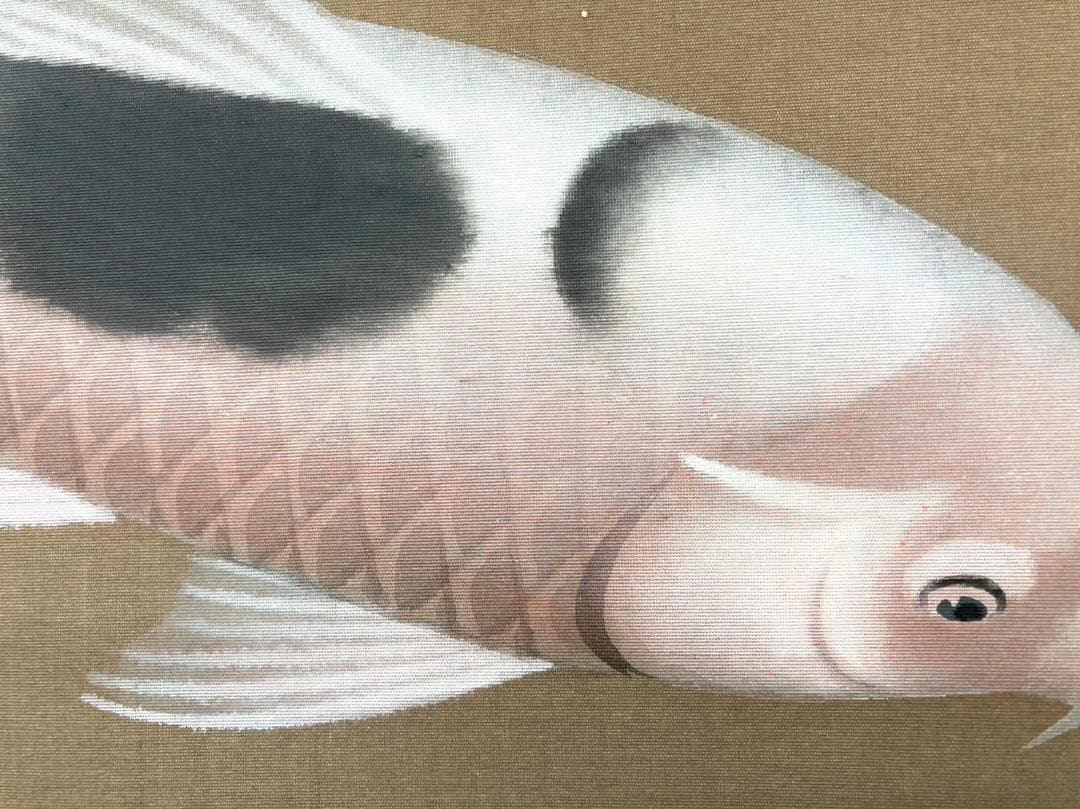 吉井英二「にしき鯉」掛軸 絹本 太巻き 共箱 二重箱