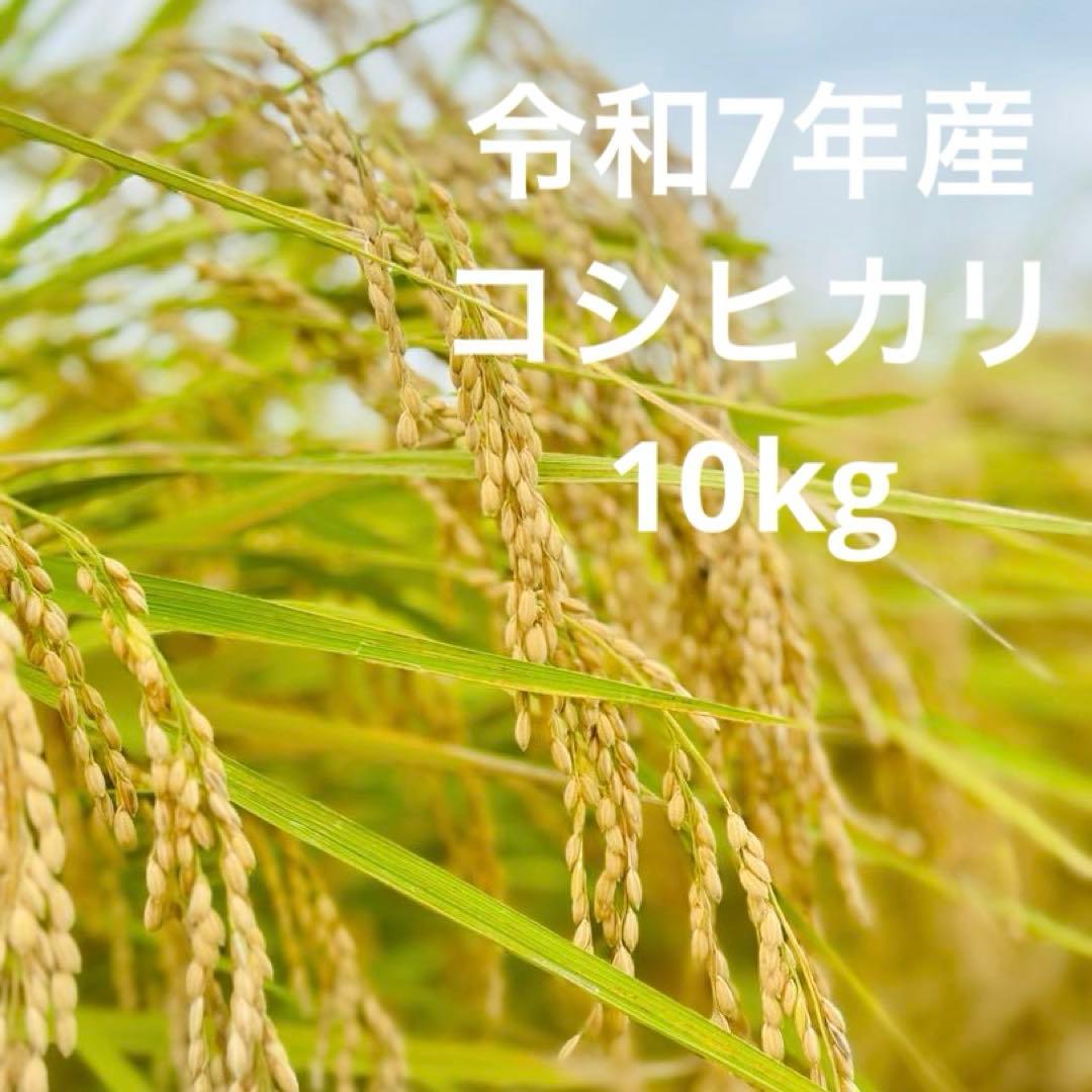 【農家直送】令和7年産 栃木県産コシヒカリ 精米10kg(10キロ)