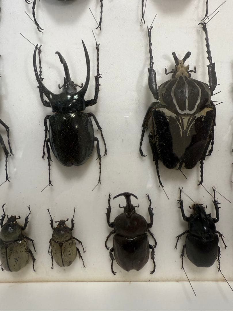 X*A様 ドイツ箱 カブトムシ標本