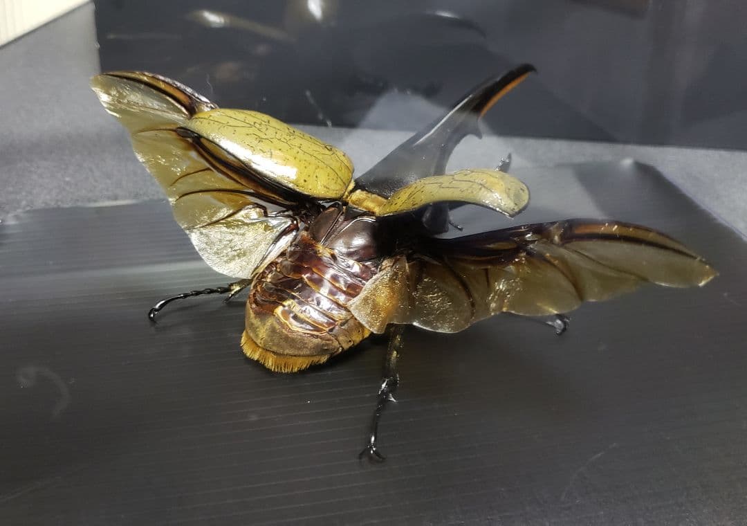 ケムンパス出品 立体標本3点