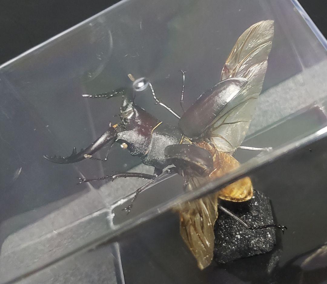 ケムンパス出品 立体標本3点