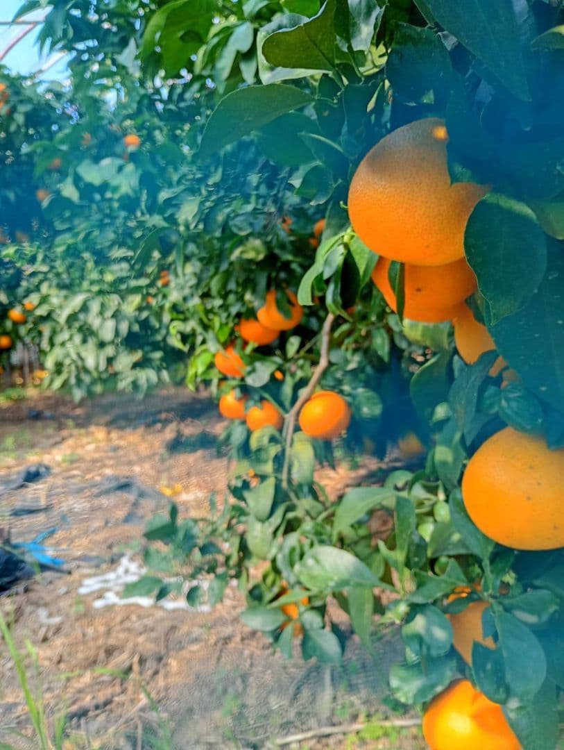 94愛果 まどんな 家庭用 10kg