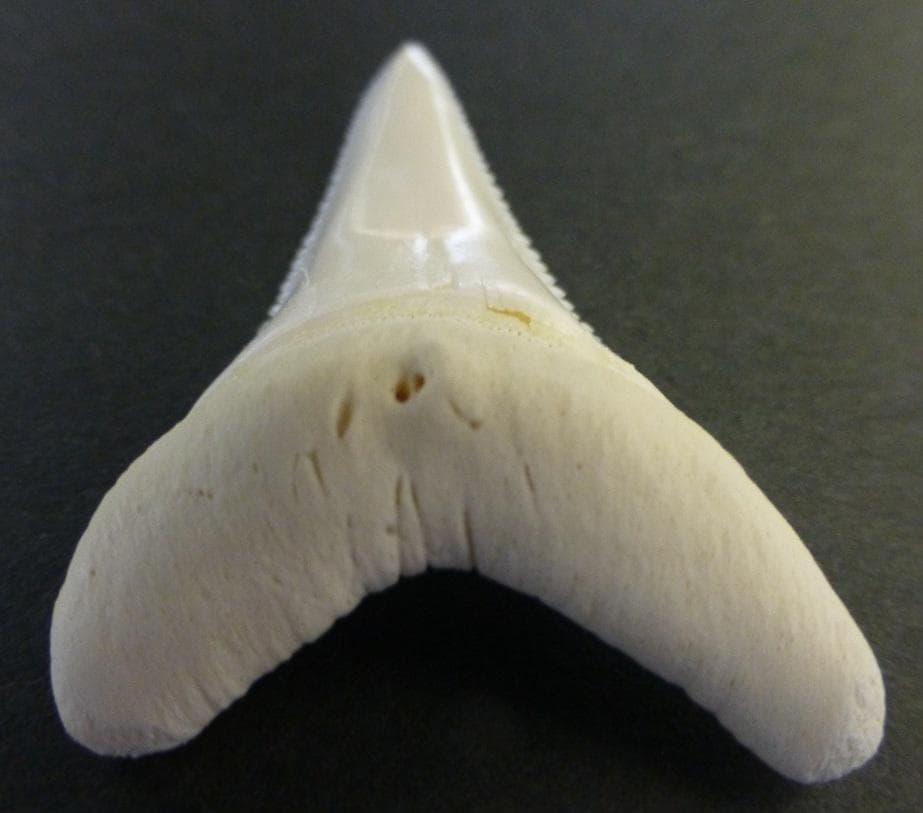 ホホジロザメ（C. carcharias）の歯（B級） 51.6mm