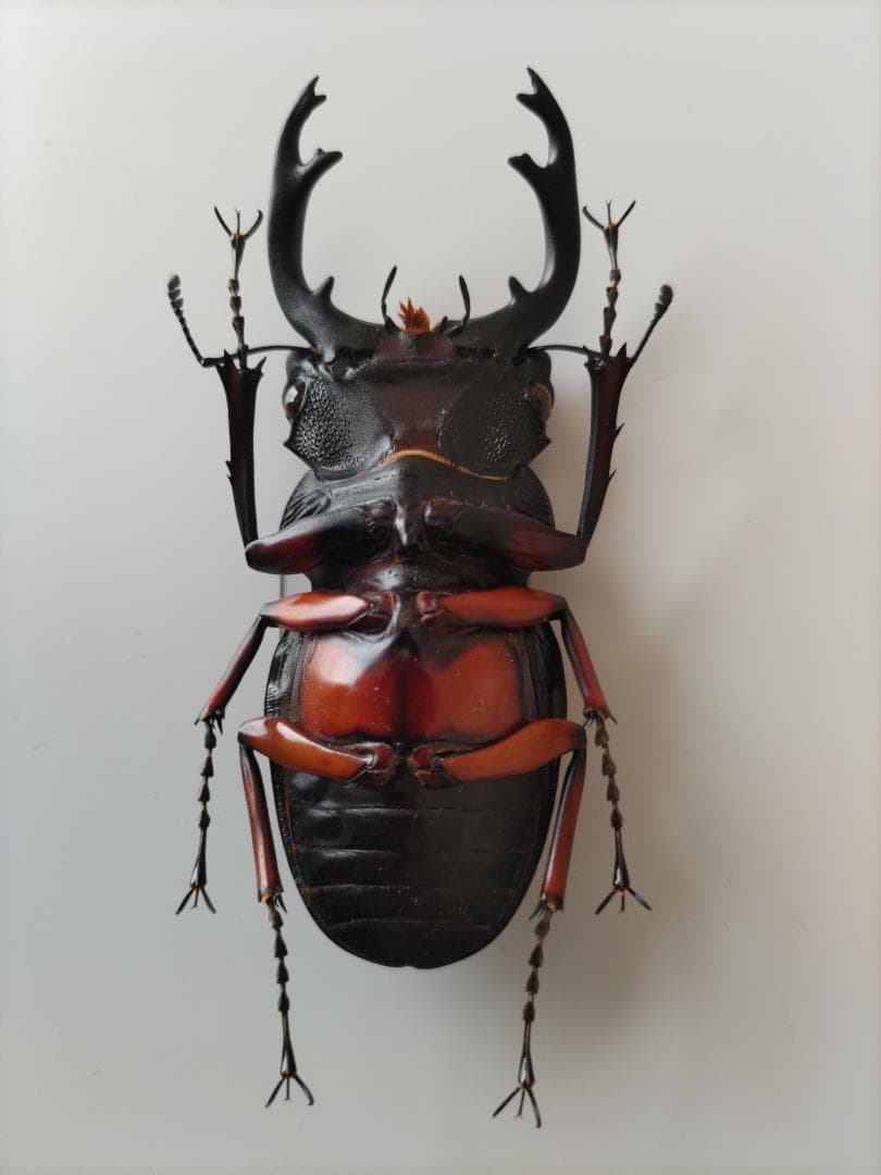 フェモラリスツヤクワガタ 標本