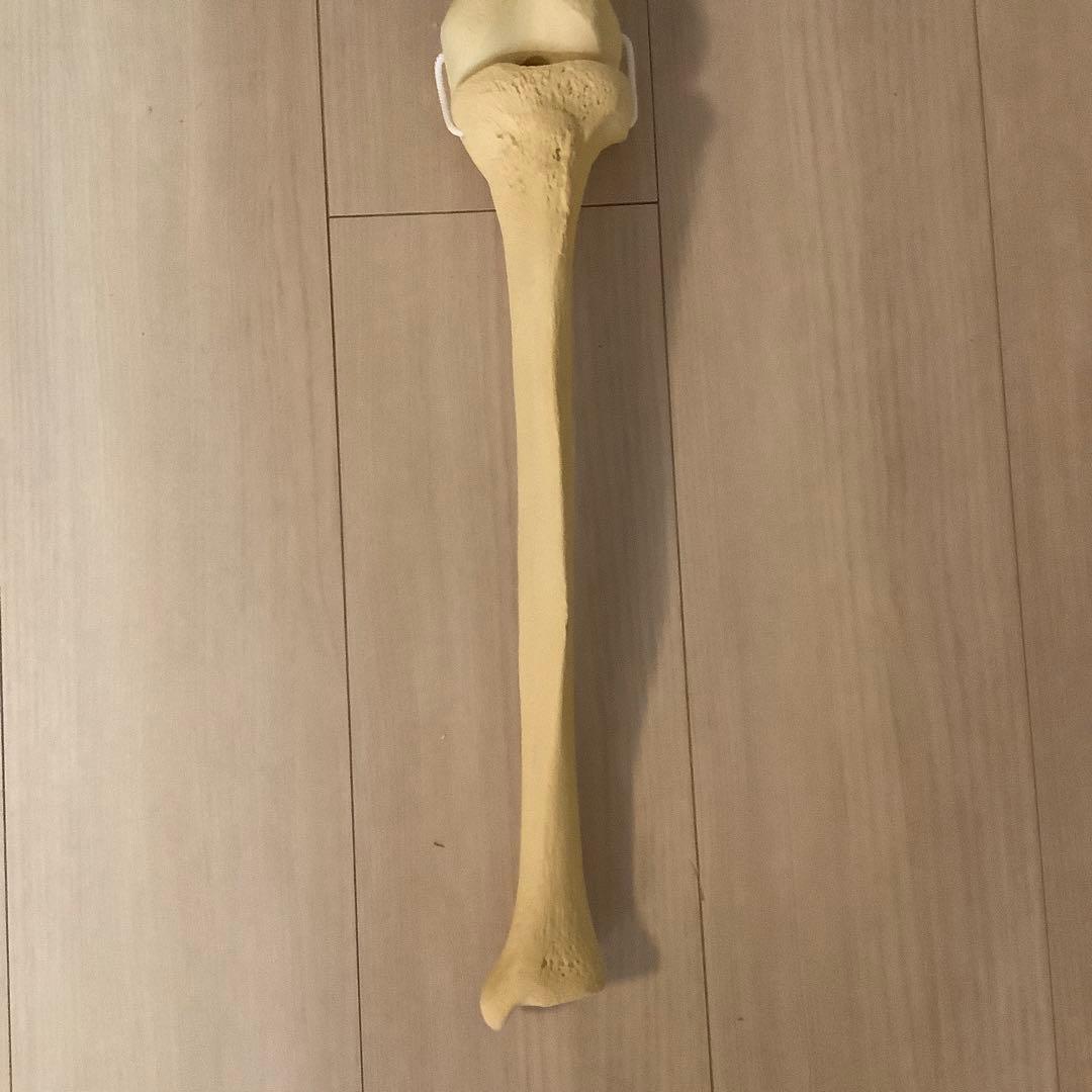 人体模型 骨格 大腿骨　脛骨