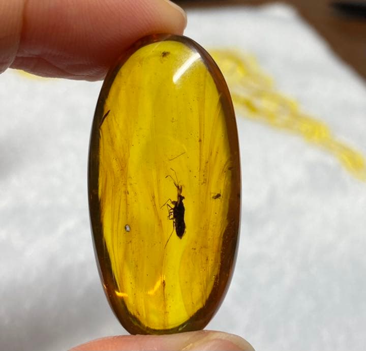 アンバー 琥珀 カメムシ 昆虫  コレクション 天然石 虫入り 価値上がる