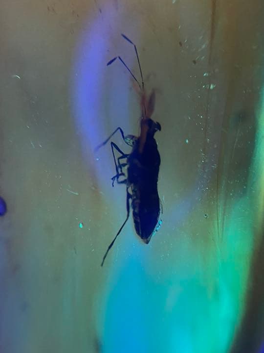 アンバー 琥珀 カメムシ 昆虫  コレクション 天然石 虫入り 価値上がる