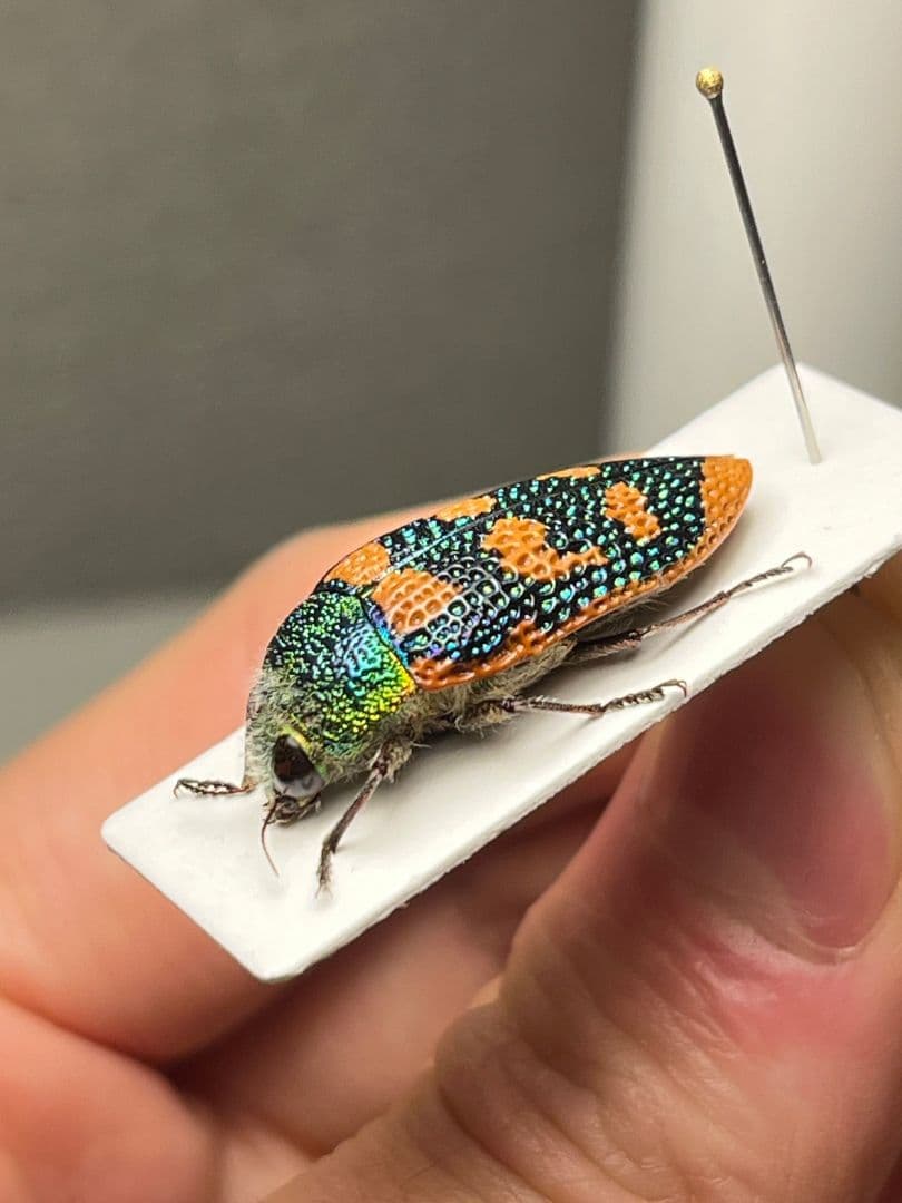 【25mm】アカモンアラメムカシタマムシ ロエイ　アラメムカシタマムシ標本