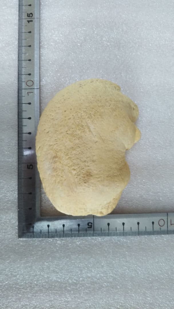 (値下げ)クジラ耳骨　希少両耳　天然美品