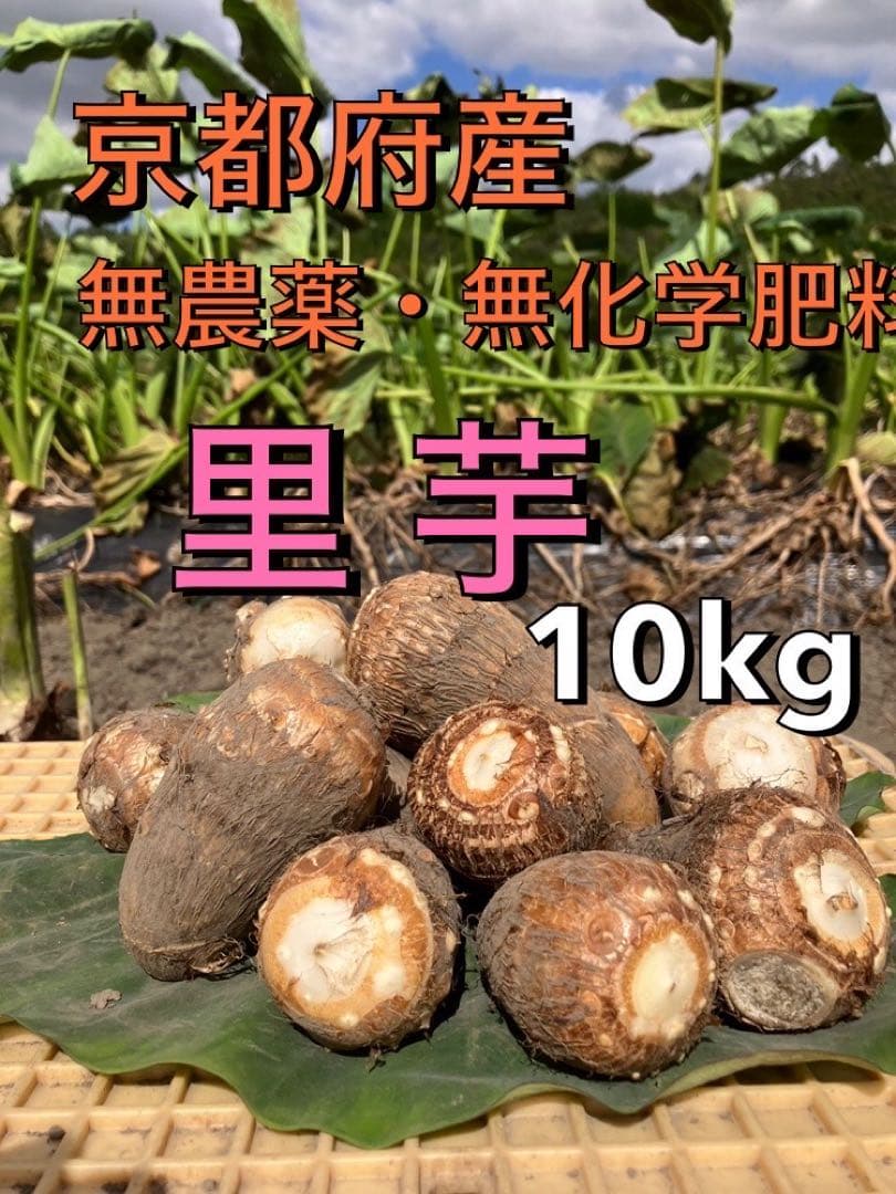 農家直送！里芋10キロ 無農薬無化学肥料栽培