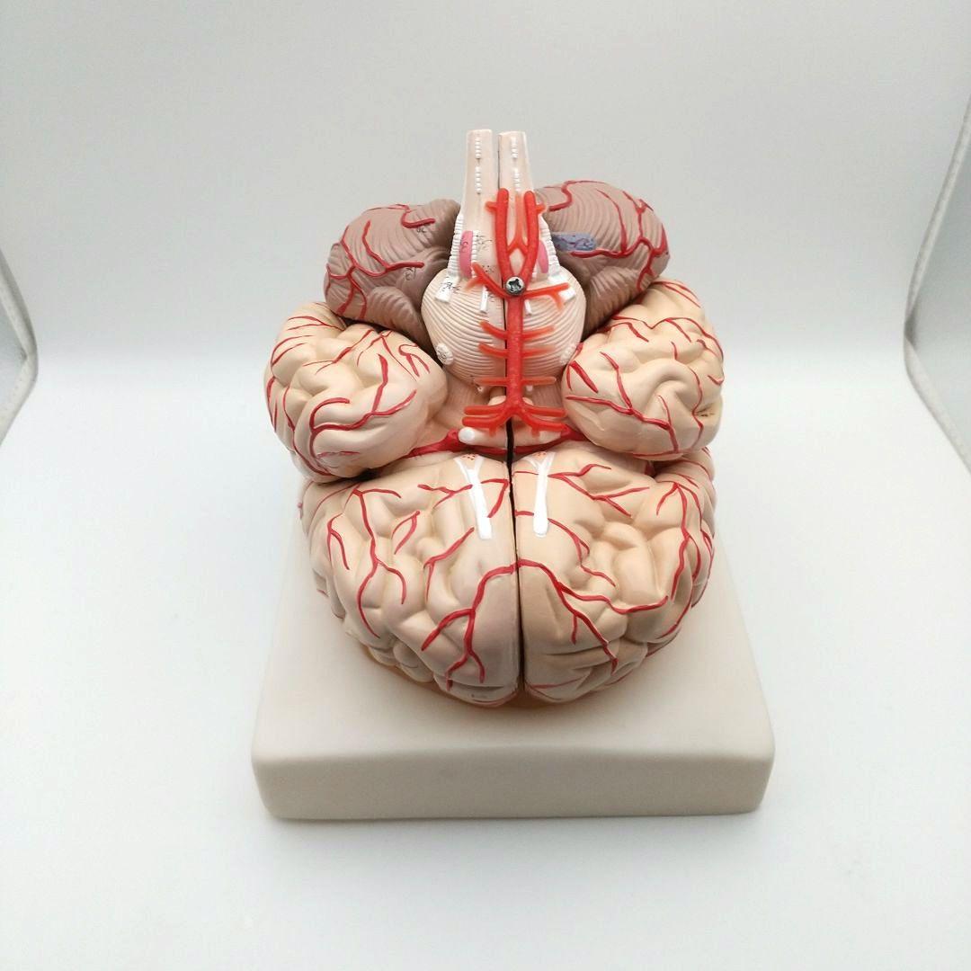 値下【美品】人脳８分割モデル 前頭葉 頭頂葉 側頭葉 後頭葉 脳幹 小脳 左右