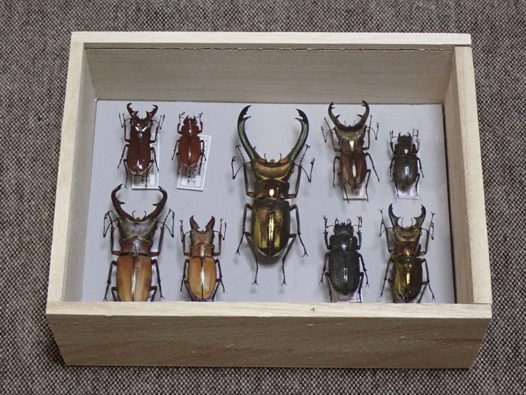 標本　キクロマトス4種　9頭セット　ブリード品