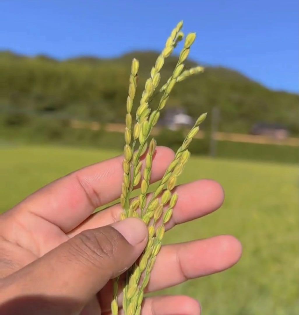 《令和7年産》山口県宇部市 一等米コシヒカリ30kg