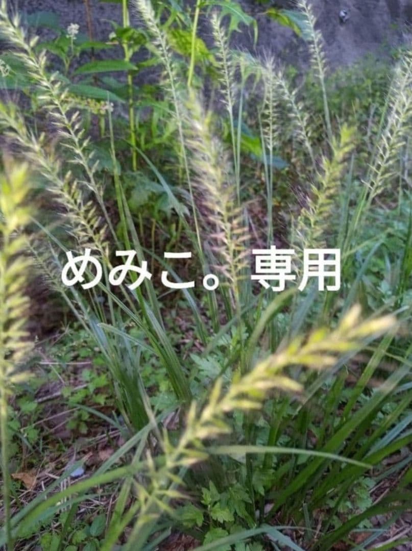 めみこ。　ひゃくまごく玄10kg 　3分セイマ込