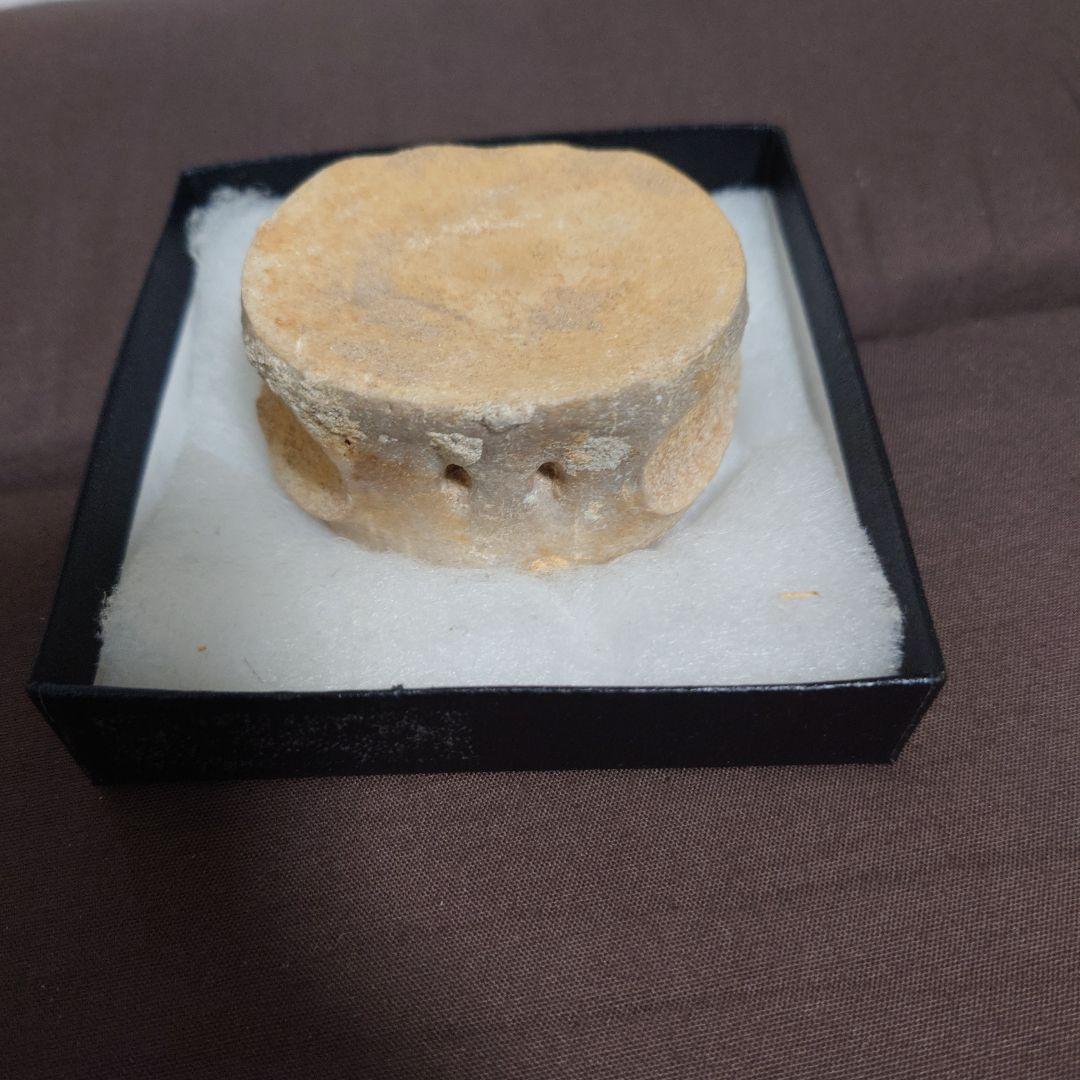 プレシオサウルスの椎骨の化石