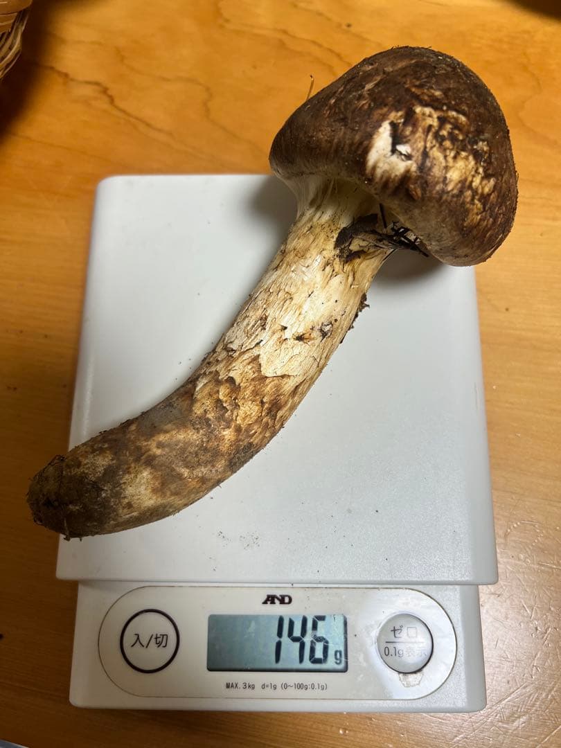 長野県　上伊那産　新鮮　松茸　 579g 国産松茸 かなりいいものです！！５本