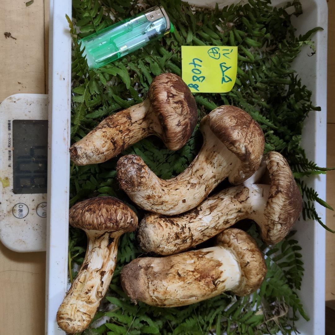 和歌山松茸 新鮮朝市　込み込み　408㌘