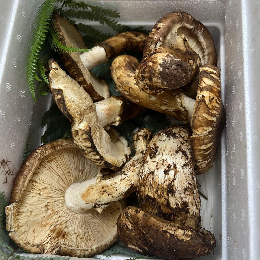 超新鮮中国産松茸 6本入り 約1キロ入り 良い香り！ひらき！