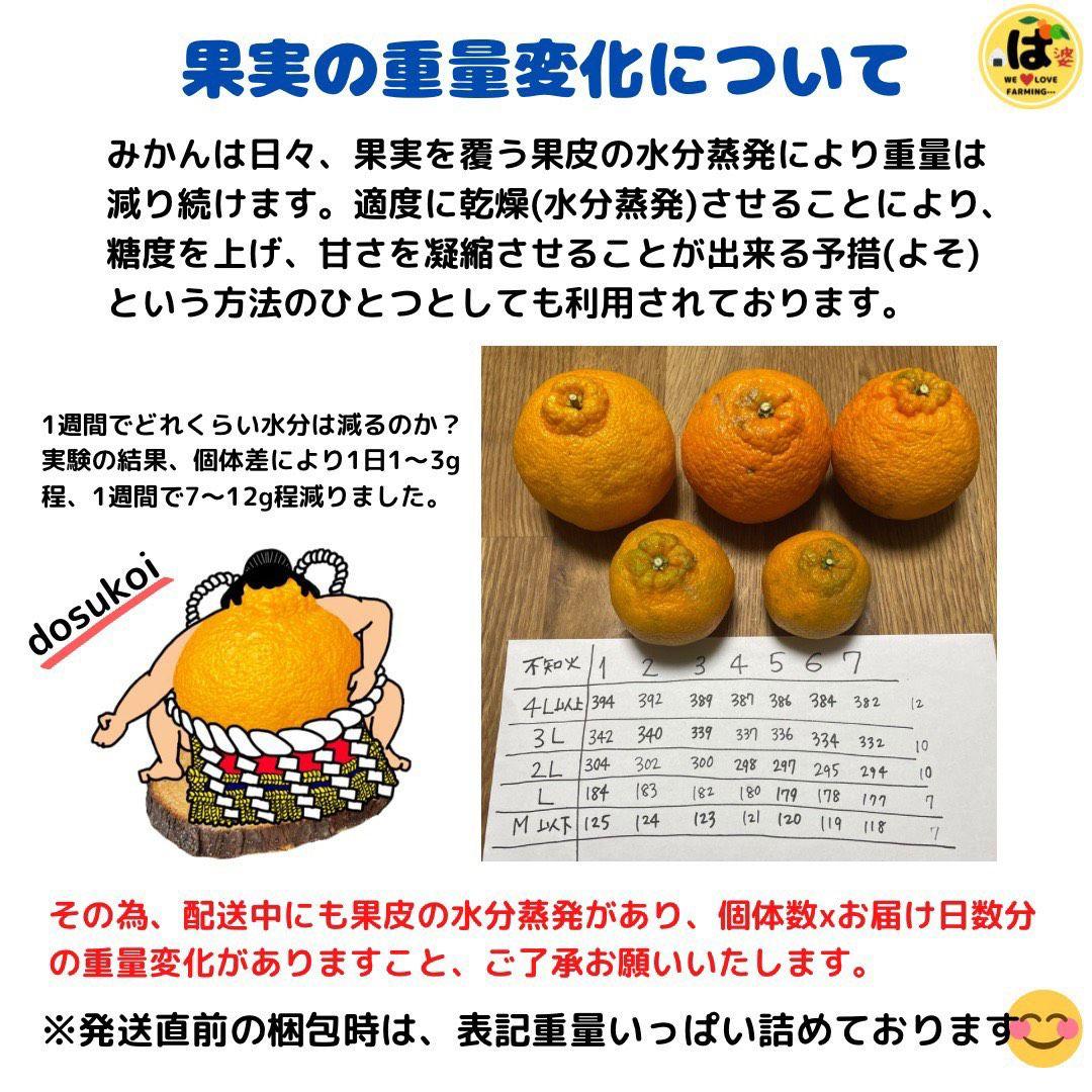 ※確認用　家庭用　大玉MIX箱込み4.5kg以上【露地栽培　不知火　デコポン】
