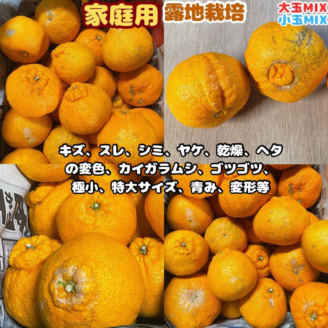 ※確認用　家庭用　大玉MIX箱込み4.5kg以上【露地栽培　不知火　デコポン】