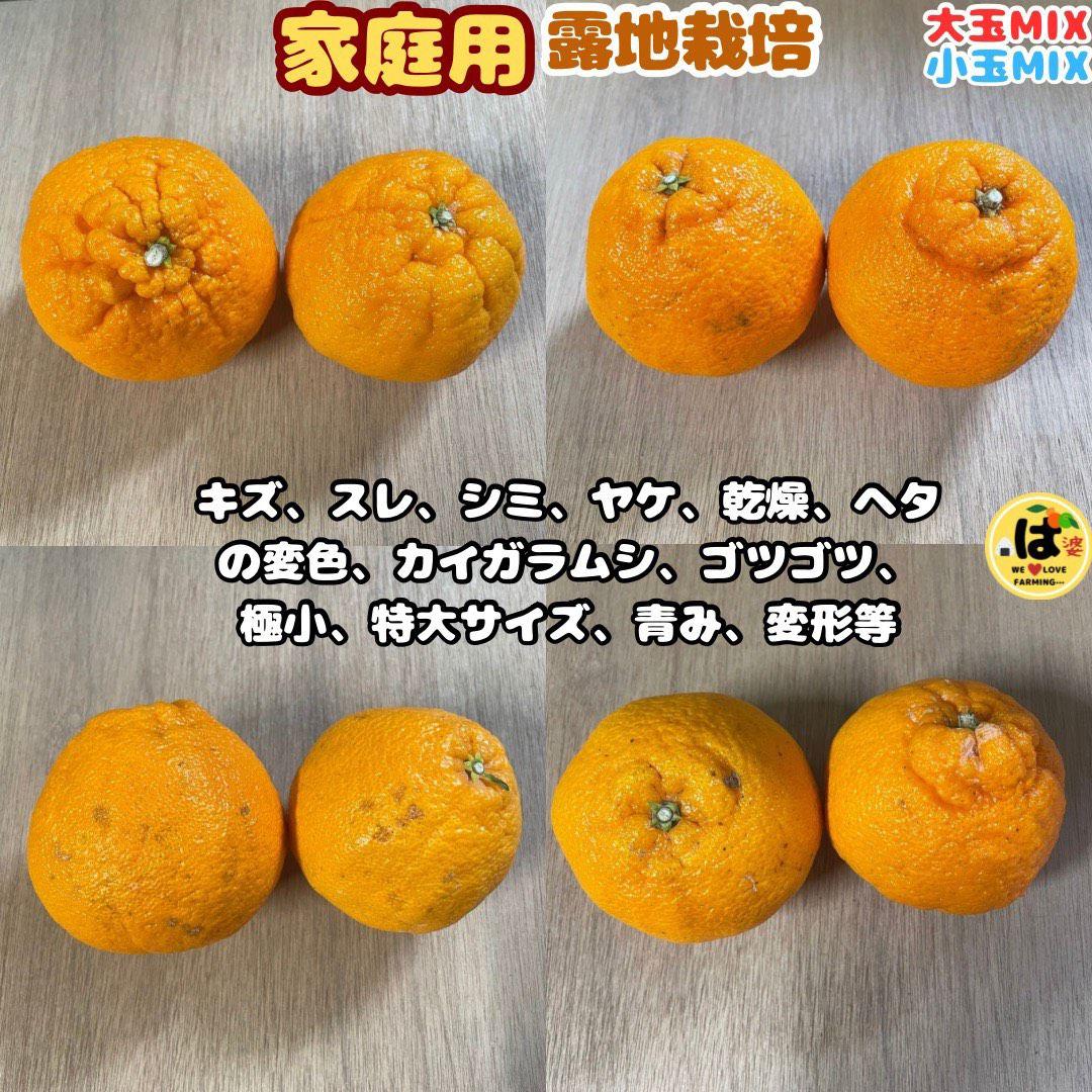 ※確認用　家庭用　大玉MIX箱込み4.5kg以上【露地栽培　不知火　デコポン】