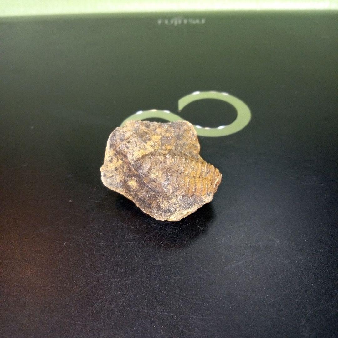 三葉虫　化石　fossil　ボリビア　trilobite　三葉虫綱　三葉虫管理②