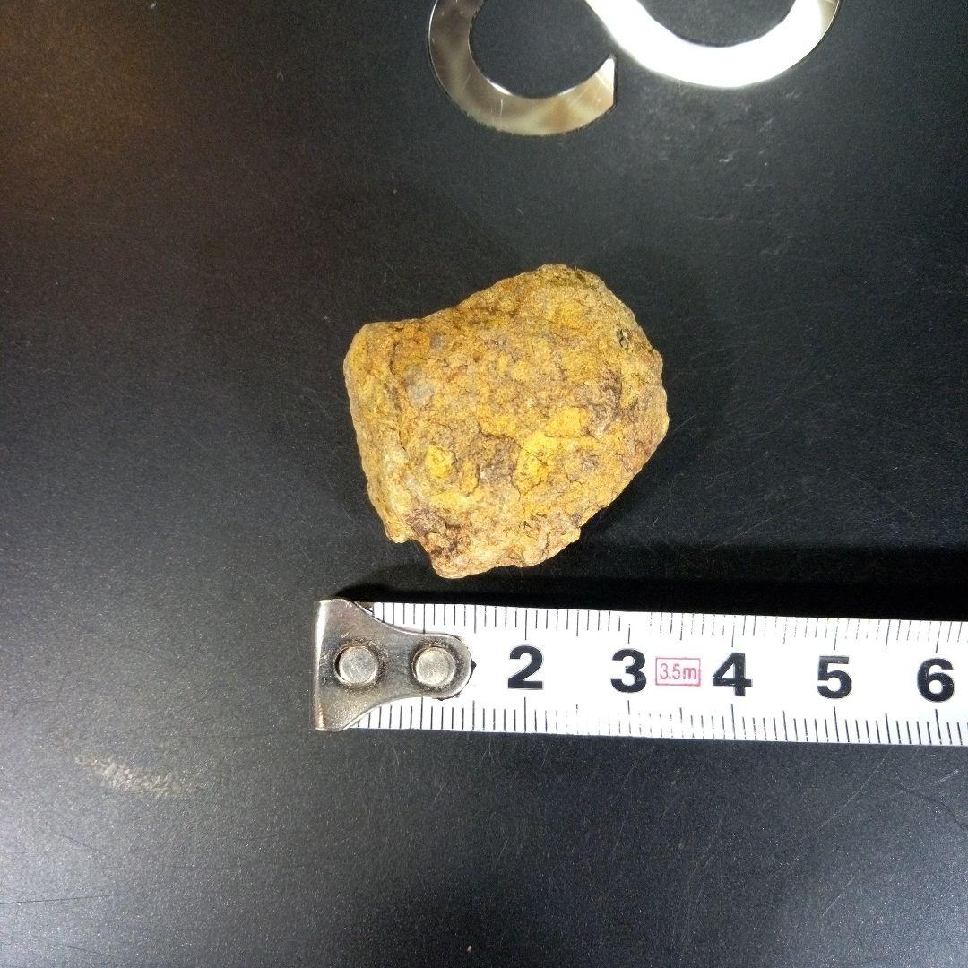 三葉虫　化石　fossil　ボリビア　trilobite　三葉虫綱　三葉虫管理②