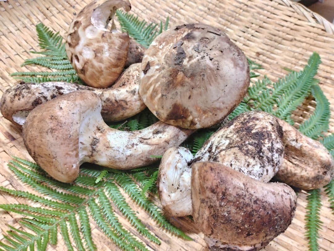 ま　天然きのこ　マツタケ　松茸　約500g　きのこ