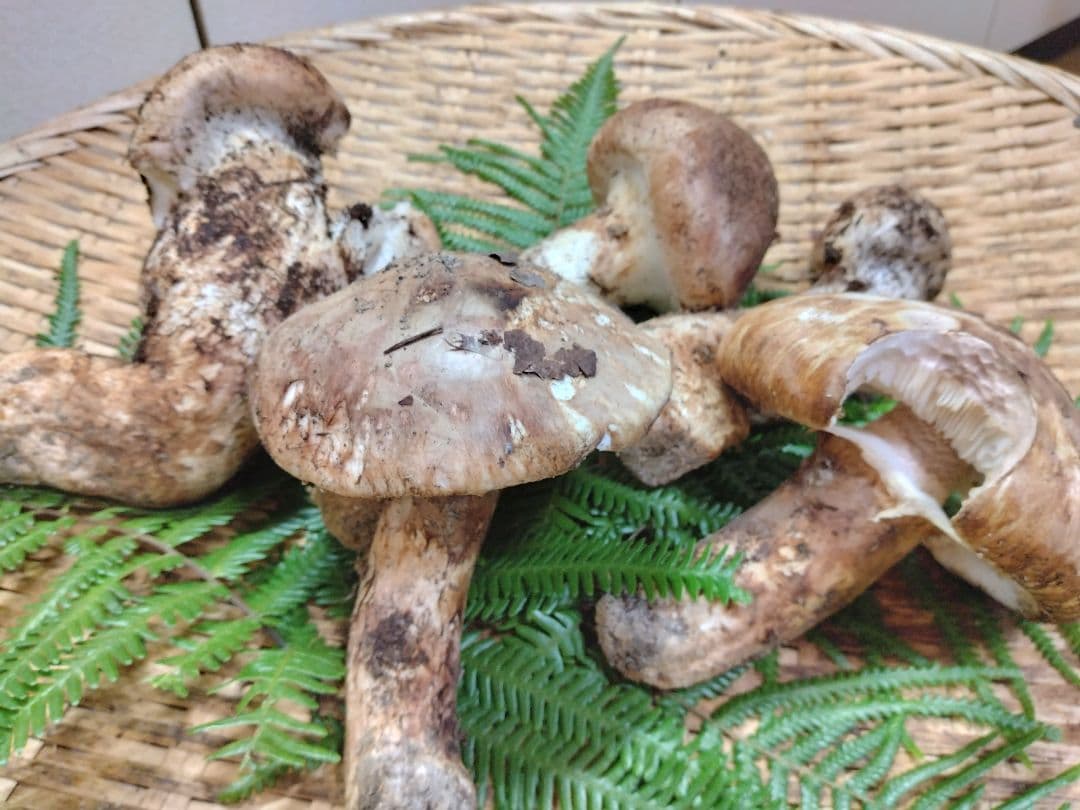 ま　天然きのこ　マツタケ　松茸　約500g　きのこ