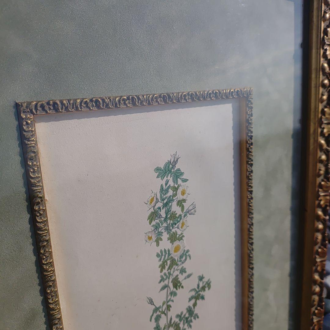 アンティーク額 ルドゥーテ バラ図譜 オクターヴォ版 ボタニカルアート