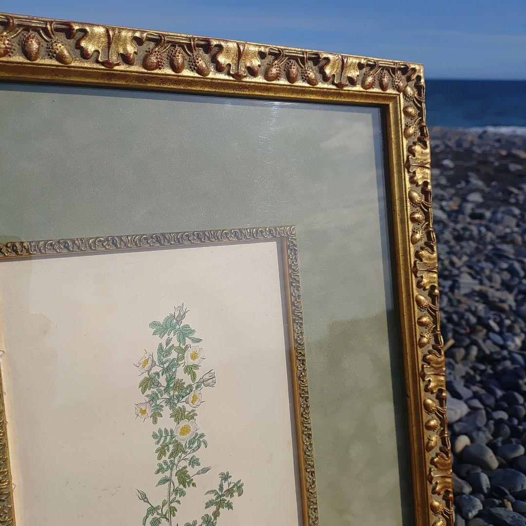 アンティーク額 ルドゥーテ バラ図譜 オクターヴォ版 ボタニカルアート