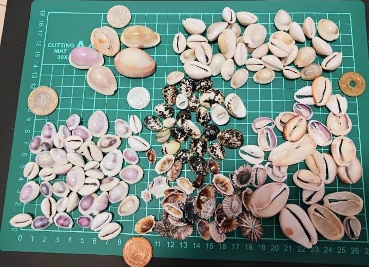 A 貝殻とサンゴの宝箱　宝石箱　210個以上セット　中サイズ　タカラガイ