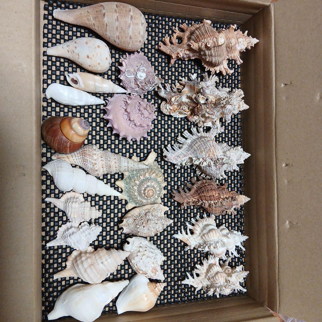 貝殻まとめ売り