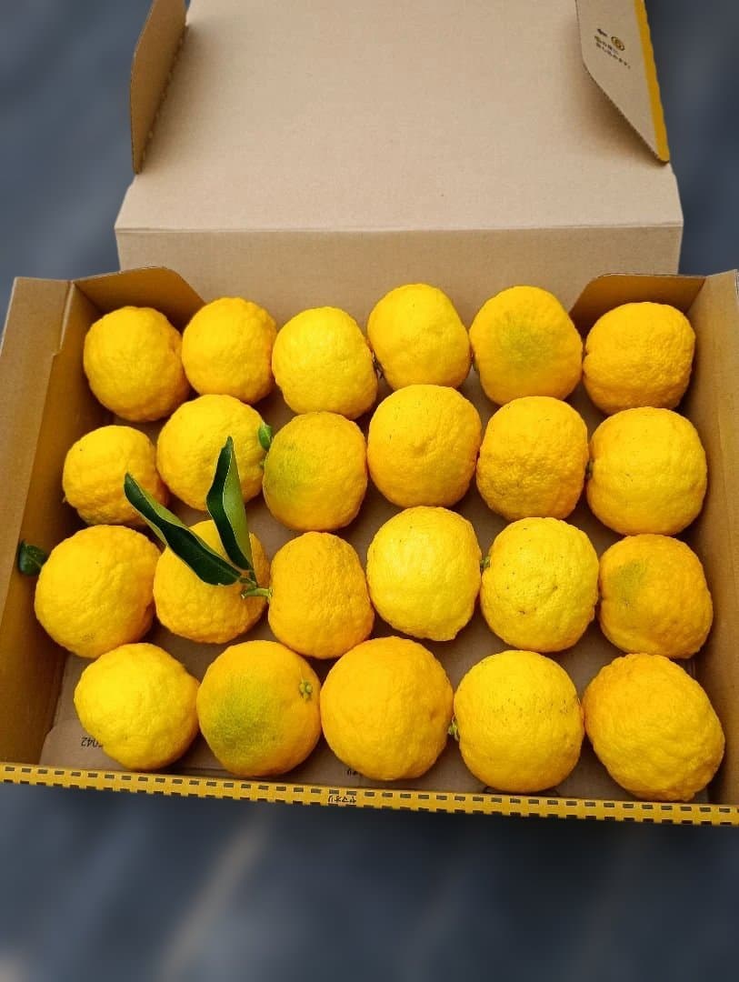 和歌山産　減農薬　グリーンレモン詰め合わせ