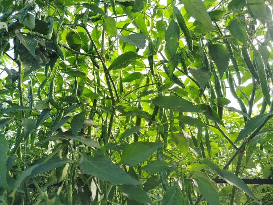 골드김치【ノビルキムチ復活】☆韓国青唐辛子☆激辛チョンヤンコチュ☆10キロ