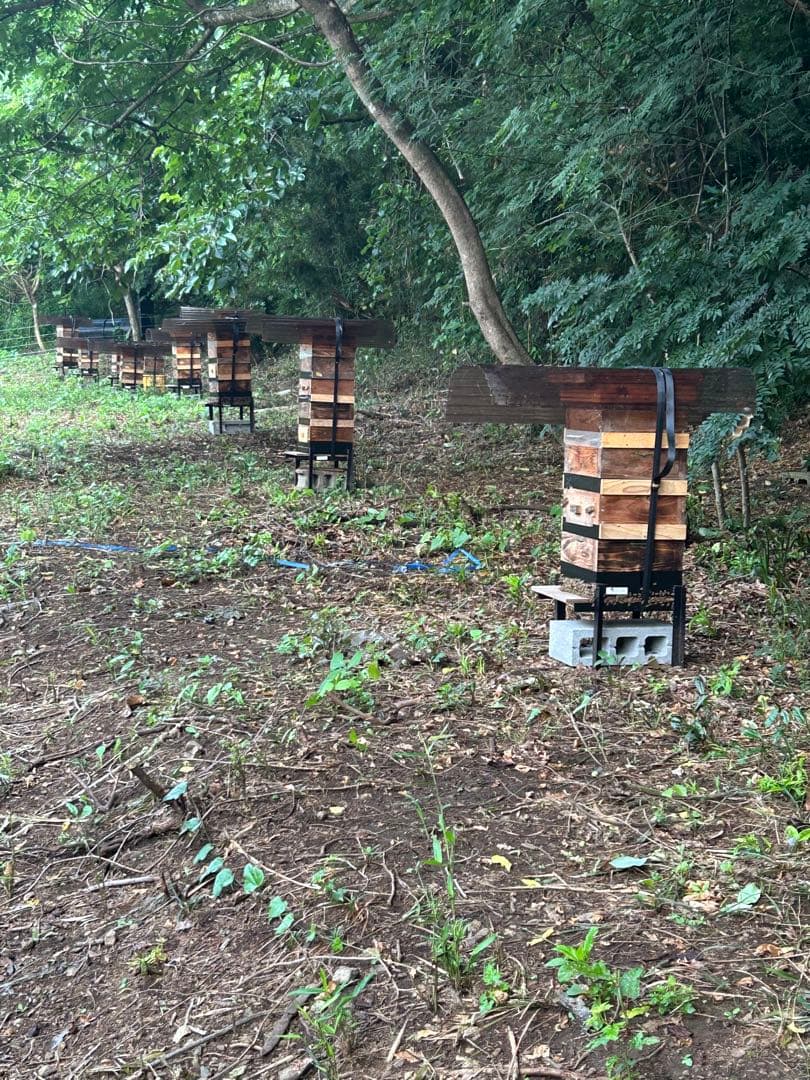 日本ミツバチ・純粋天然蜂蜜1000g1本、1200g1本