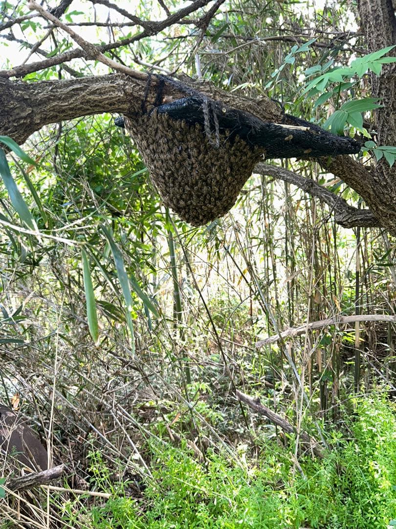 日本ミツバチ・純粋天然蜂蜜1000g1本、1200g1本